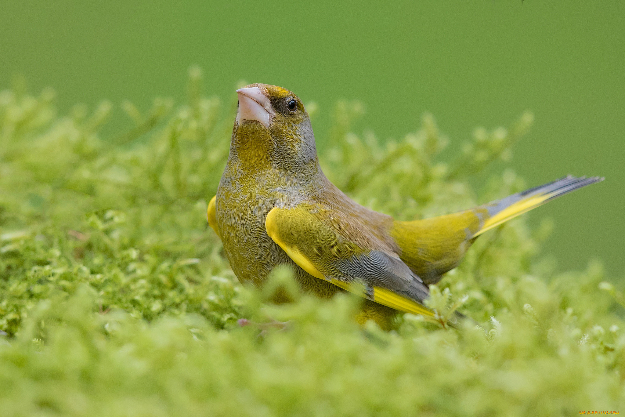 Желто Зеленая Птичка